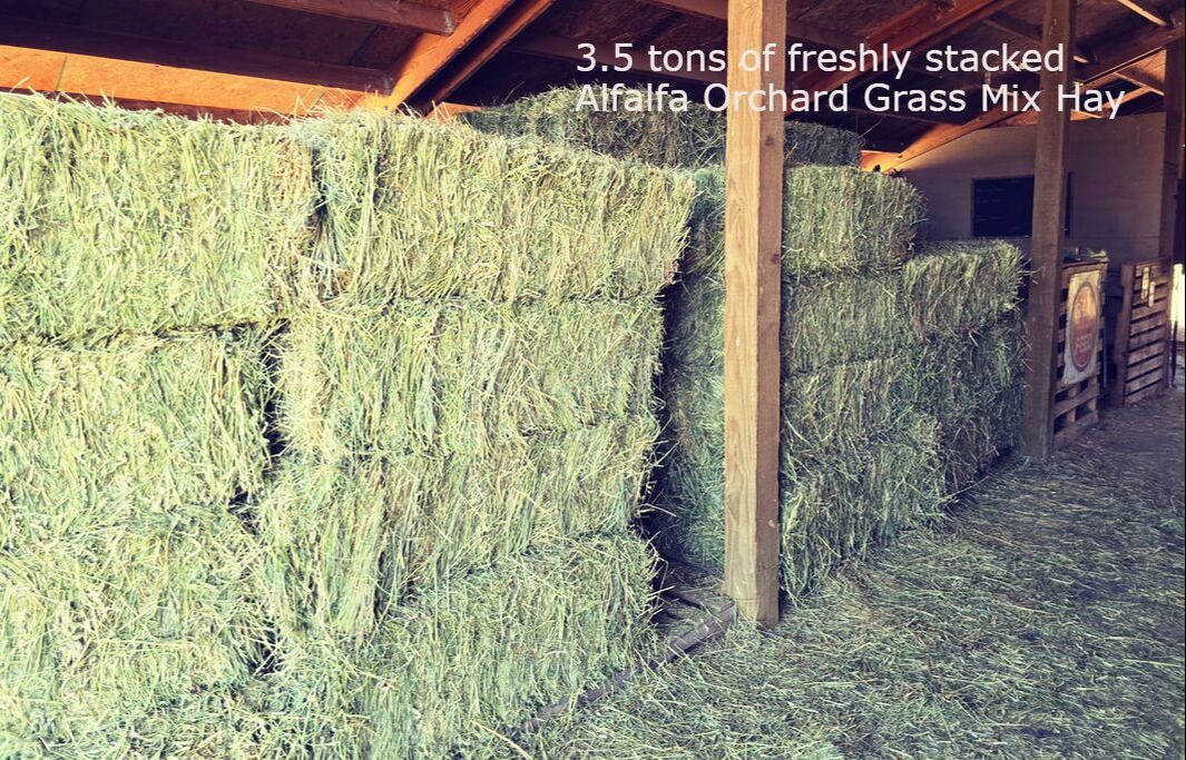 Choosing the Best Hay for Miniature Horses & Ponies: A Guide to Grass & Alfalfa Forage