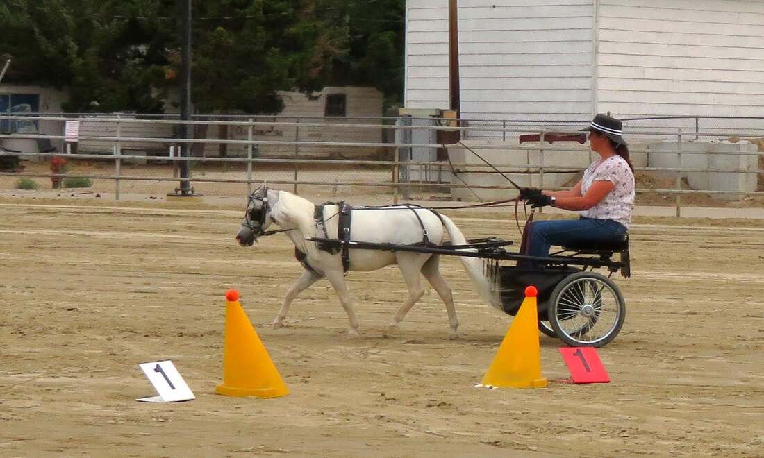 ​Oh The Things You Can Do! Miniature Horse & Pony Edition
